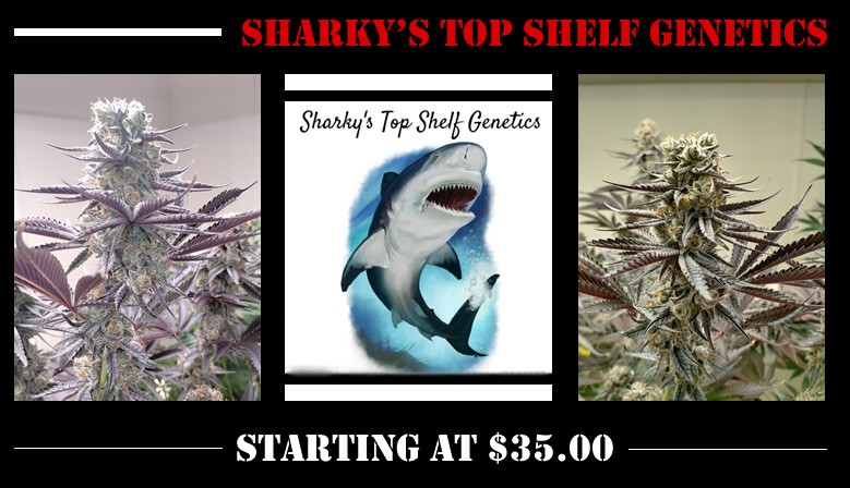 Sharky's Top Shelf Genetics